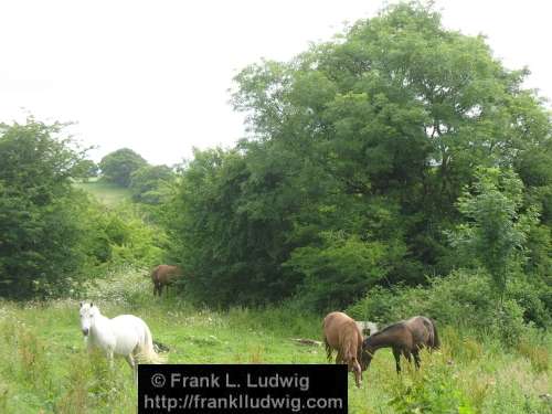 Horses